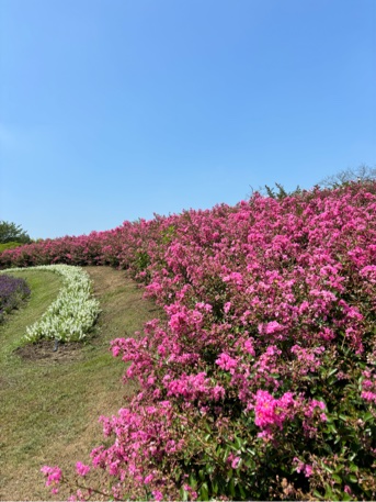 一才サルスベリの花