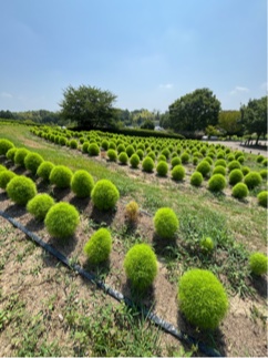 馬見花苑コキア