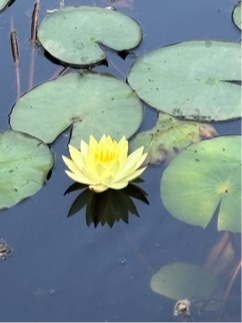 蓮の花