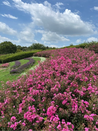 一才サルスベリの花