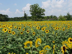 サンフィニティ