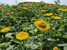 サマーサンリッチアップ