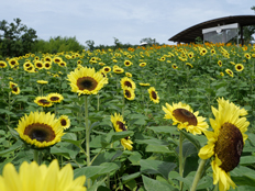 サマーサンリッチオレンジ