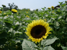 サマーサンリッチパイン