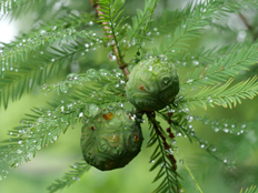 ラクウショウの実