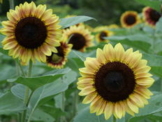 サンリッチライチ