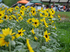 サンフィニティ