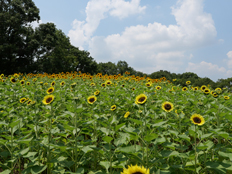 サンリッチレモン