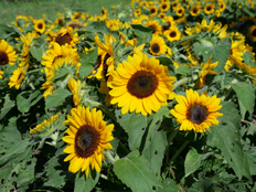 スマイルラッシュ