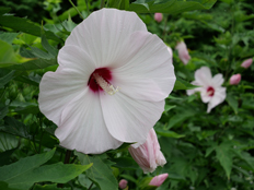 タイタンビカス