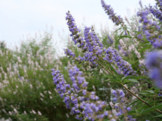 セイヨウニンジンボク