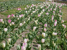 インフィニティ