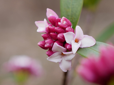 ジンチョウゲの花