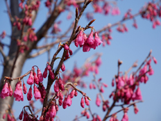 寒緋桜