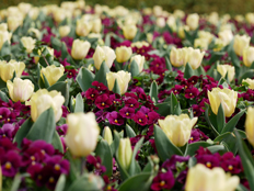 パンジーとチューリップ