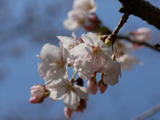 ソメイヨシノ2
