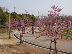 河津桜の様子