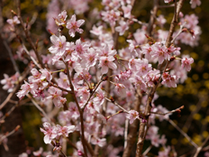 ケイオウザクラ