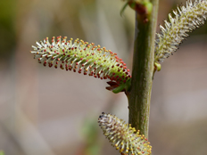 イヌコリヤナギの尾花