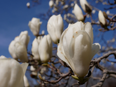 ハクモクレンの花