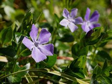 ビンカミノール