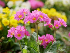 ガーデンプリムラ