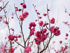 満開になったウメ