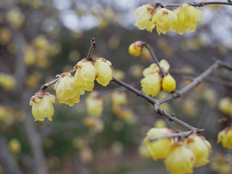 ソシンロウバイ