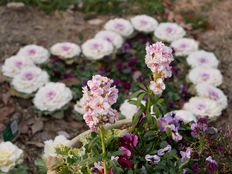 ストックとパンジー