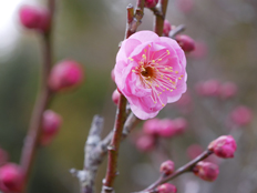 ウメの花