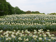 スプリンググリーン