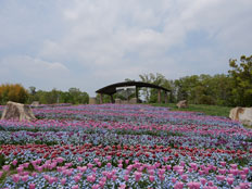 チューリップとネモフィラ