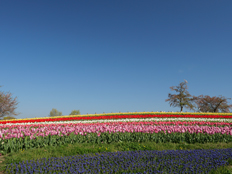 見頃のチューリップ