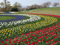 チューリップフェアの様子