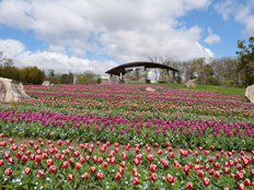 カリヨンの丘のチューリップ