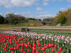 新しくできた花壇