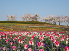 満開の桜とチューリップ