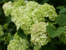 オオデマリの花