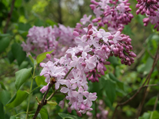 ライラックの花