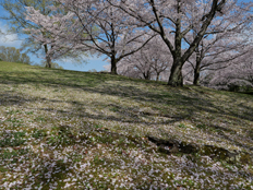 ソメイヨシノの花絨毯