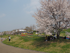 集いの丘のチューリップ