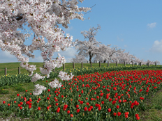 桜とチューリップの様子