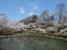 睡蓮の池の様子