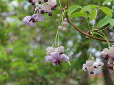 アケビの花