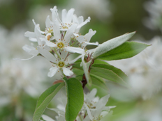 ザイフリボクの花