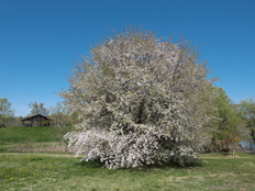 満開のカスミザクラ