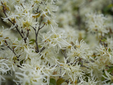 トキワマンサクの花