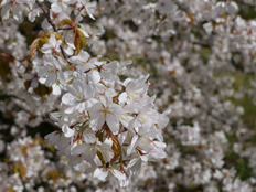 カスミザクラの花