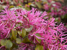 ベニバナトキワマンサク