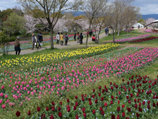 集いの丘周辺の様子